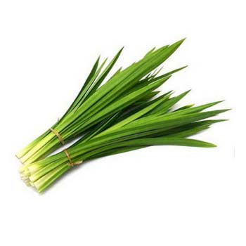 PANDA LEAVES (per bunch)